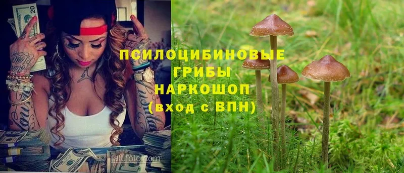 Псилоцибиновые грибы Psilocybe  цена   Электроугли 